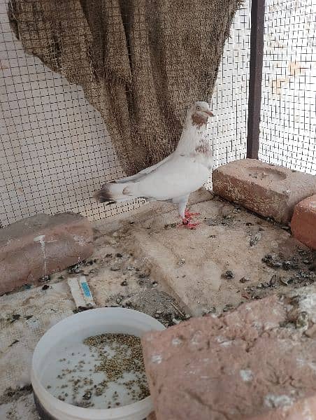 mix pigeons available total 6 hy 2