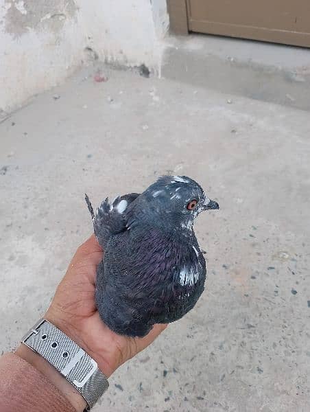 mix pigeons available total 6 hy 4