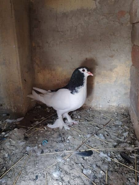 mix pigeons available total 6 hy 5