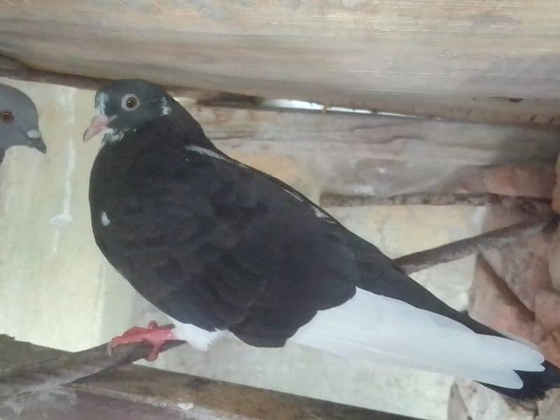 mix pigeons available total 6 hy 7