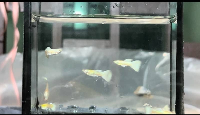 Fancy/ Imported Guppies 1