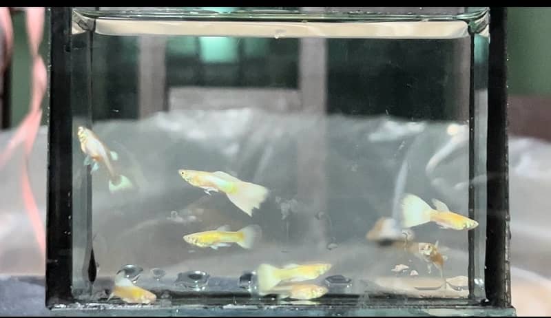 Fancy/ Imported Guppies 3
