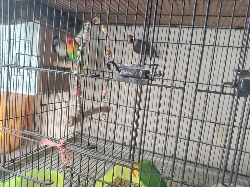 love birds parrots 0