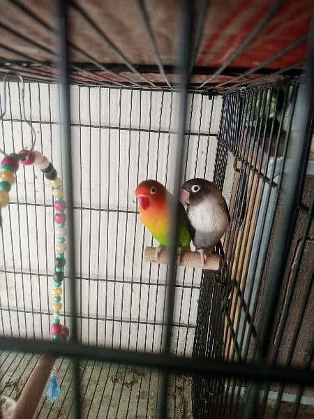 love birds parrots 2