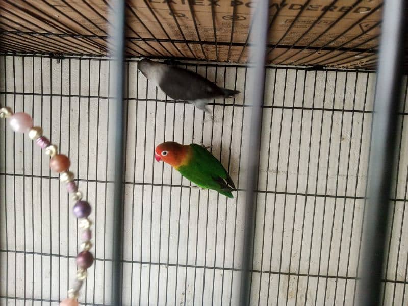 love birds parrots 3