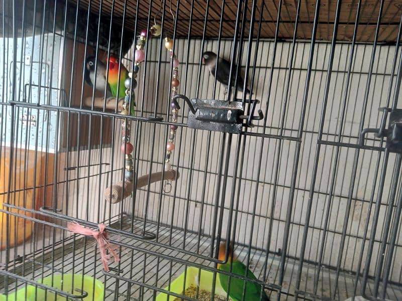love birds parrots 8