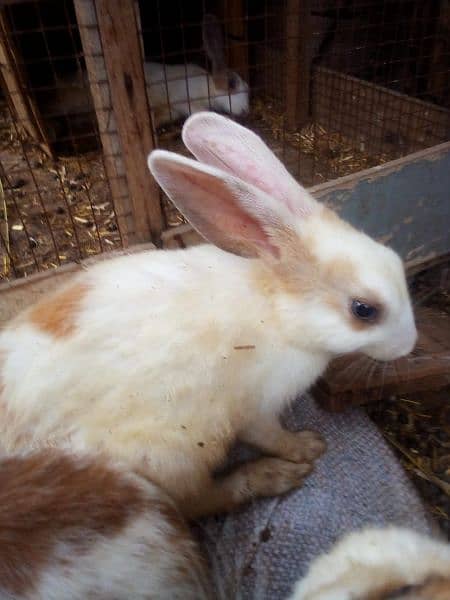 rabbits bunnies 1