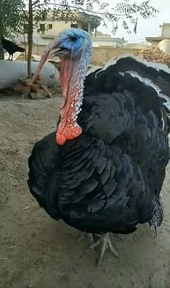 turkey bird males