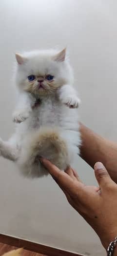 Pure Persian kittens | piki face kittens | Cat babies for sale