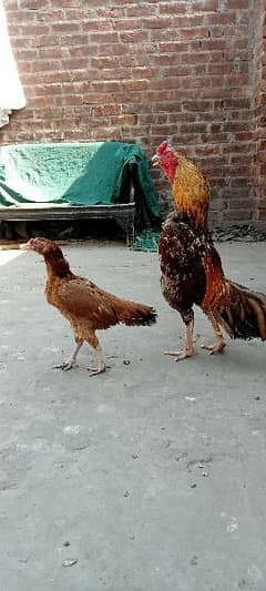 Urgent Sale My  Aseel pair And 5 months chicks Available