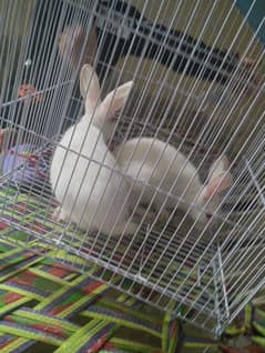 red eyes rabbits for sale