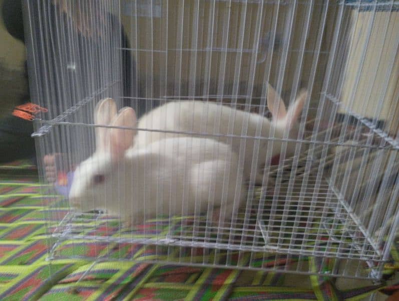 red eyes rabbits for sale 2