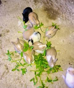 beautiful baby rabbits healthy and active