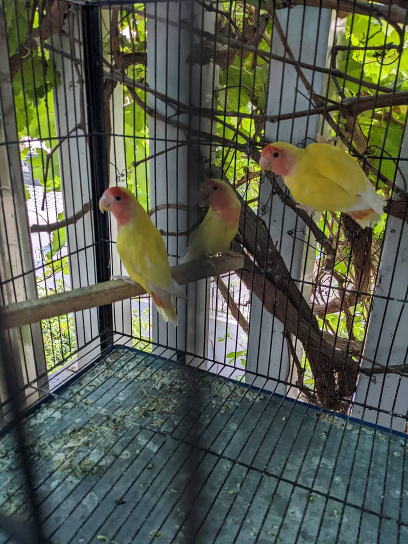 Breeding Love Birds 3