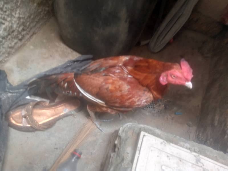 Hen for sale 0