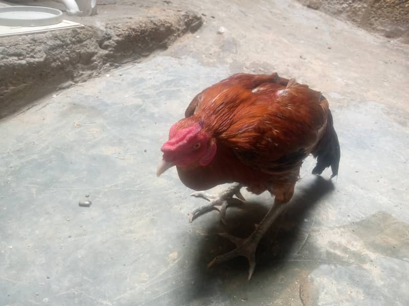 Hen for sale 3