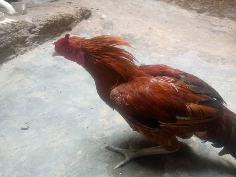 Hen for sale 4