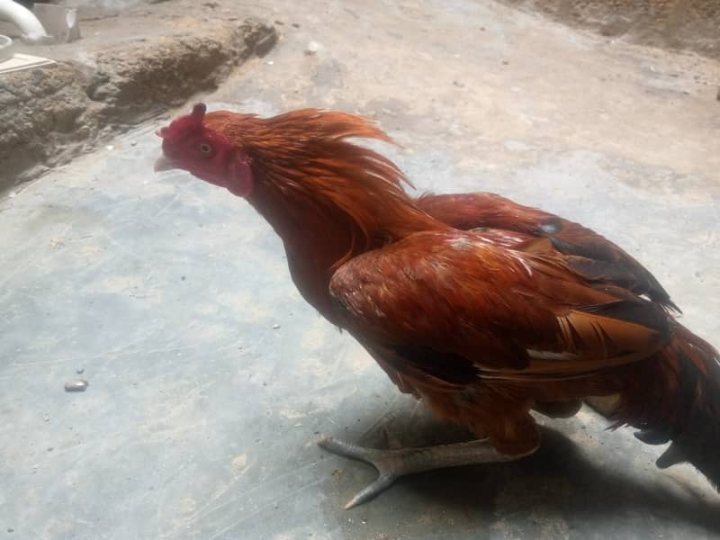 Hen for sale 5