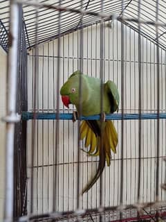 green parrot.