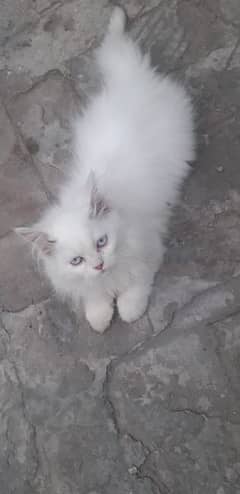 punch face triple coated face white kittens for sale