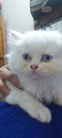 punch face triple coated face white kittens for sale