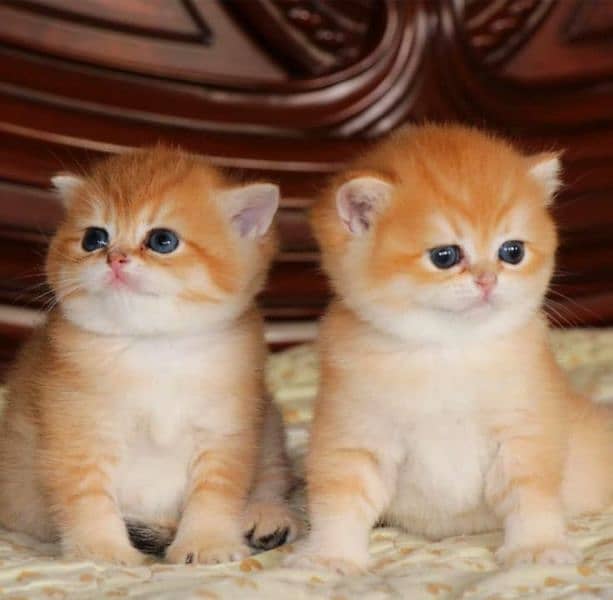 Persian triple coated Punch face kittens 3