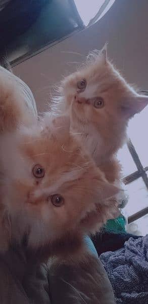 Persian triple coated Punch face kittens 5