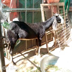 2 goats . . . Bakra and pregnant bakri