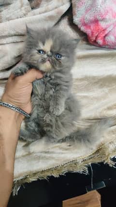 Pure Persian kittens | piki face kittens | Cat babies for sale