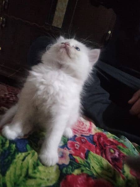 kitten available for sale call 03095561812 1
