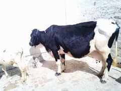 Frizan cow. Sath wacha. 1.5 month ki gaban. 0322 9654007 0