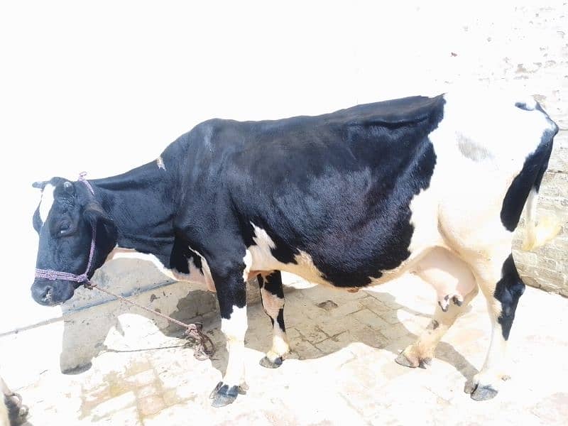 Frizan cow. Sath wacha. 1.5 month ki gaban. 0322 9654007 2