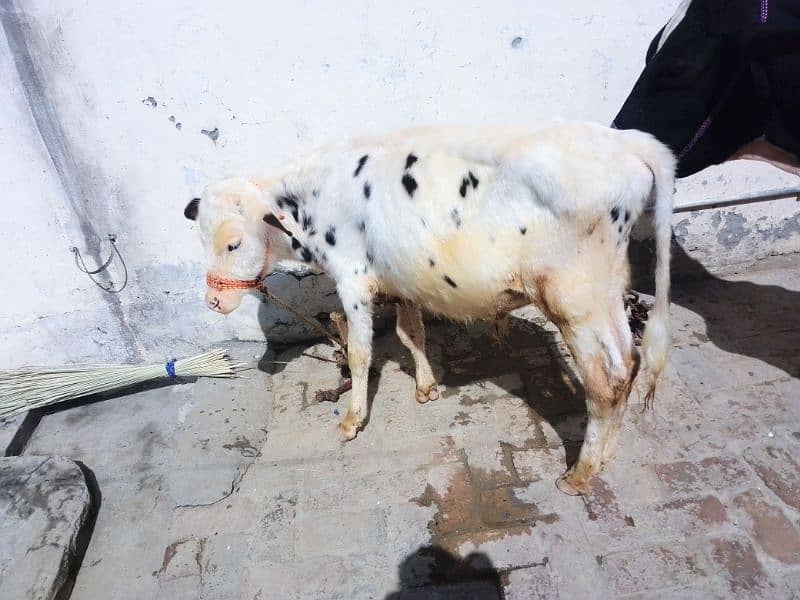 Frizan cow. Sath wacha. 1.5 month ki gaban. 0322 9654007 4