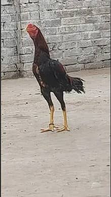 Aseel Murga for sale /Hen for sale