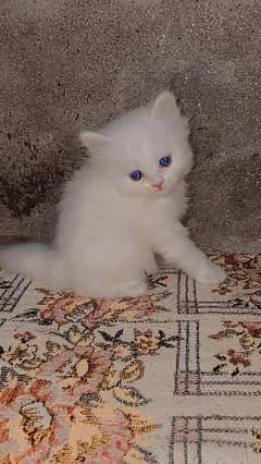 Persian kittens available for new home