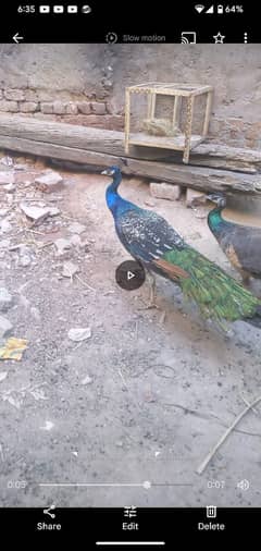 Inadin pair peacoks