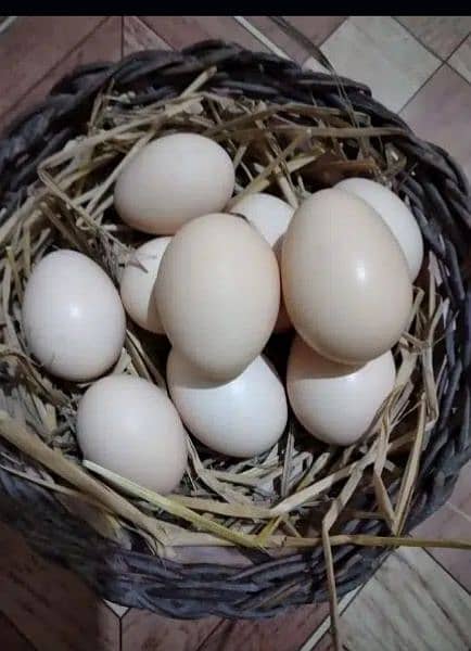 Ghar ki hens ka Organic Desi fresh eggs available 1