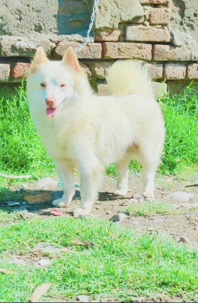 Russian Dog family male for sale show class heavy bones all Pakistan 0
