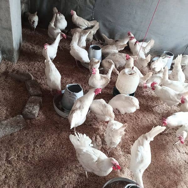 golden misri chick's | Desi chicks | aseel chicks | one month chicks 3
