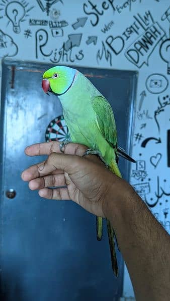 Face to face Talking . Hand tamed Ringneck 2