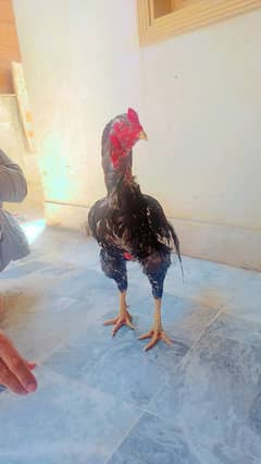 aseel chicken for sale 0