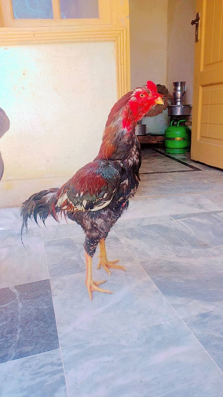 aseel chicken for sale 1