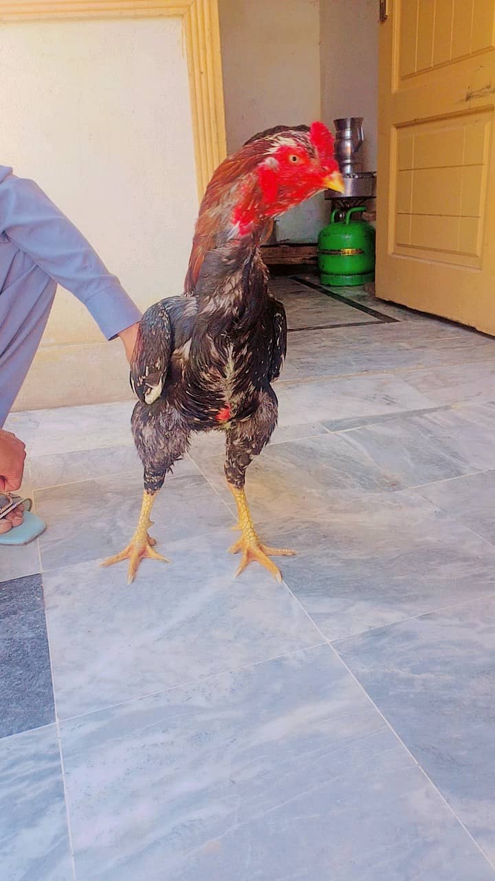 aseel chicken for sale 2