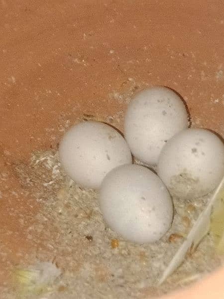 Cockatiel pathay and Australlian parotts alongside eggs for sale 2