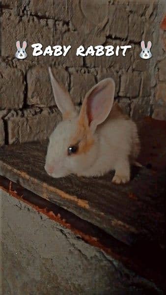 female baby  rabbit black and gray eyes  brown and white body color 2