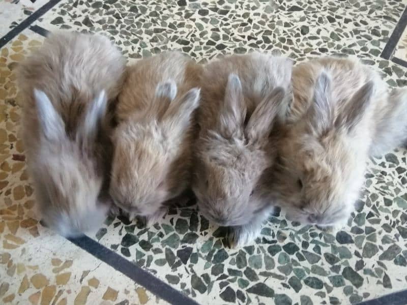 Giant English angora rabbit bunnies and breeder pairs 6