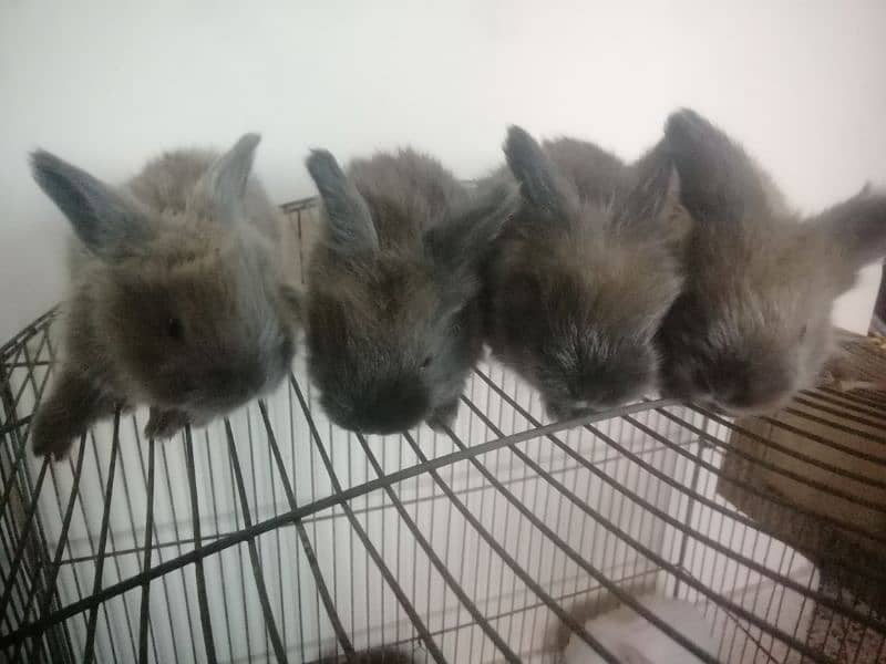 Giant English angora rabbit bunnies and breeder 5