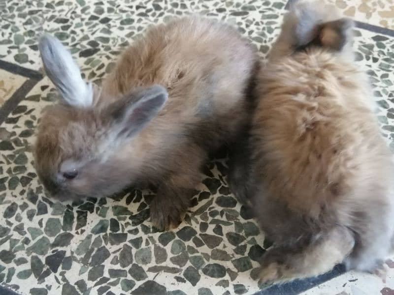 Giant English angora rabbit bunnies and breeder pairs 7
