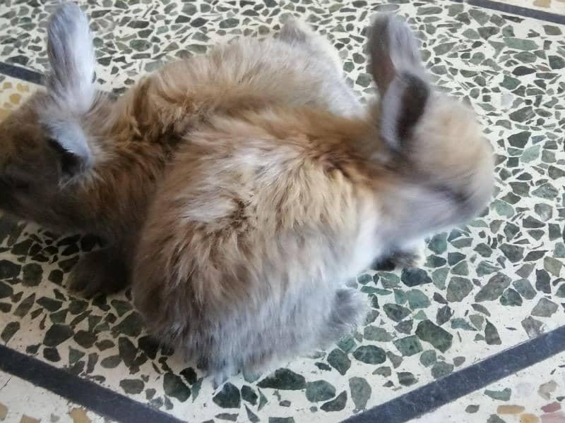 Giant English angora rabbit bunnies and breeder 10