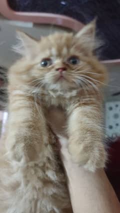Persian kitten female ginger, 2 months old